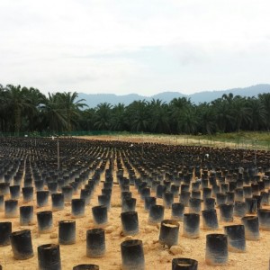 Oil Palm Nursery Irrigation